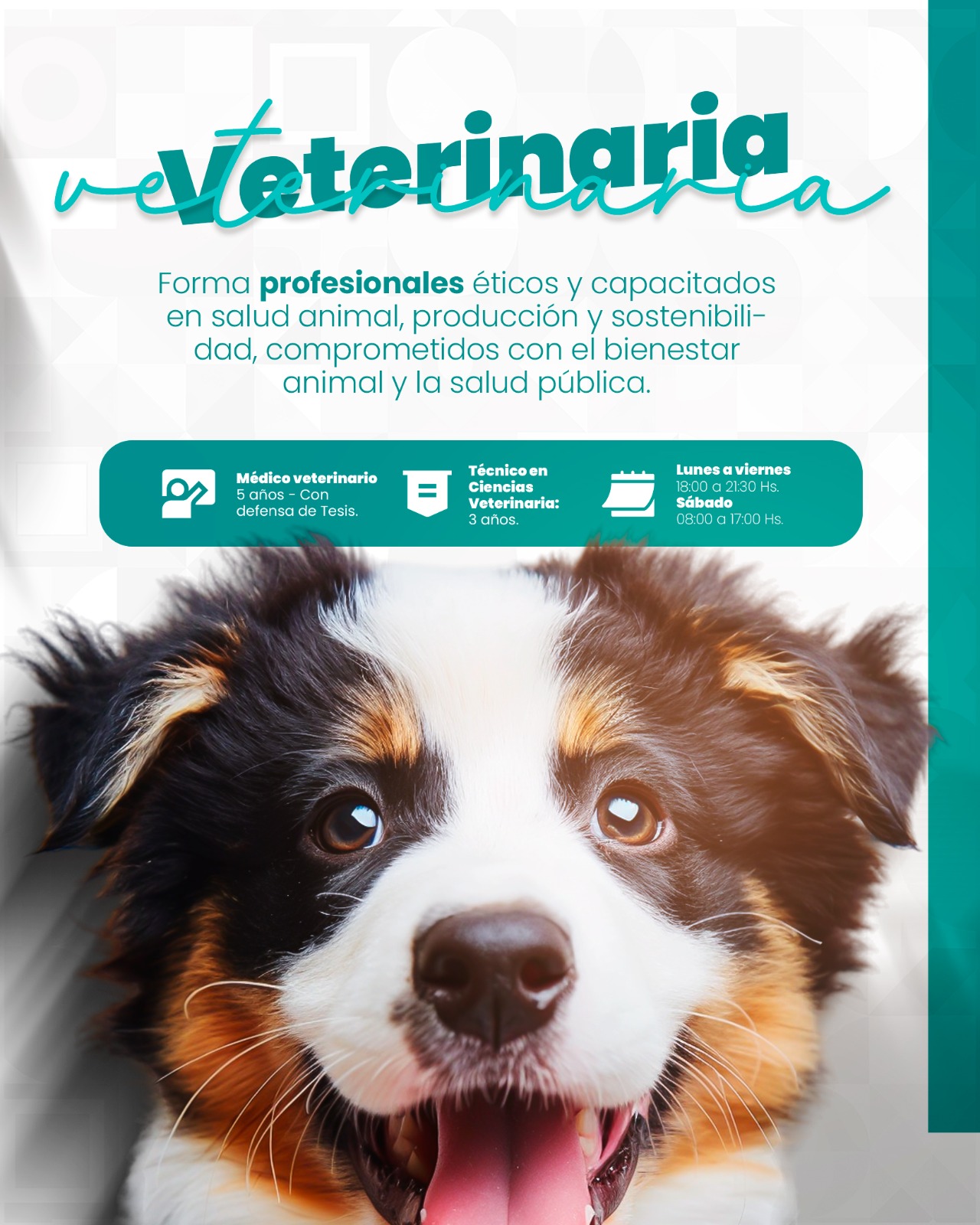 Facultad de Ciencias Veterinarias: Nueva oferta académica para la Convocatoria 2026 UPE FRANCO