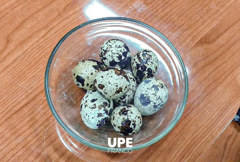 Producción de Huevos de Codorniz: Experiencia formativa en Ingeniería Agronómica