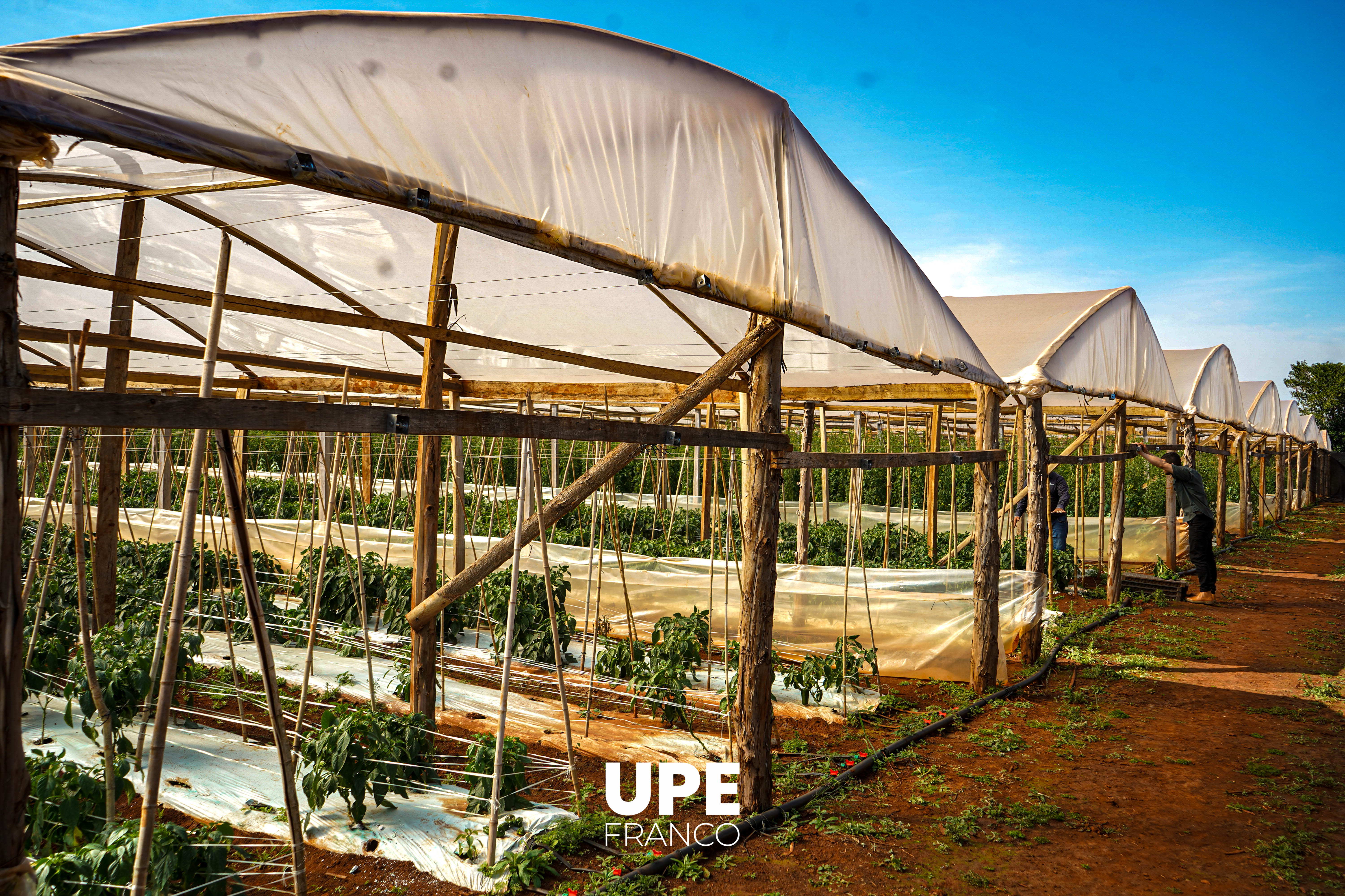 UPE impulsa desarrollo agropecuario y territorial en el Municipio de Doctor Juan León Mallorquín